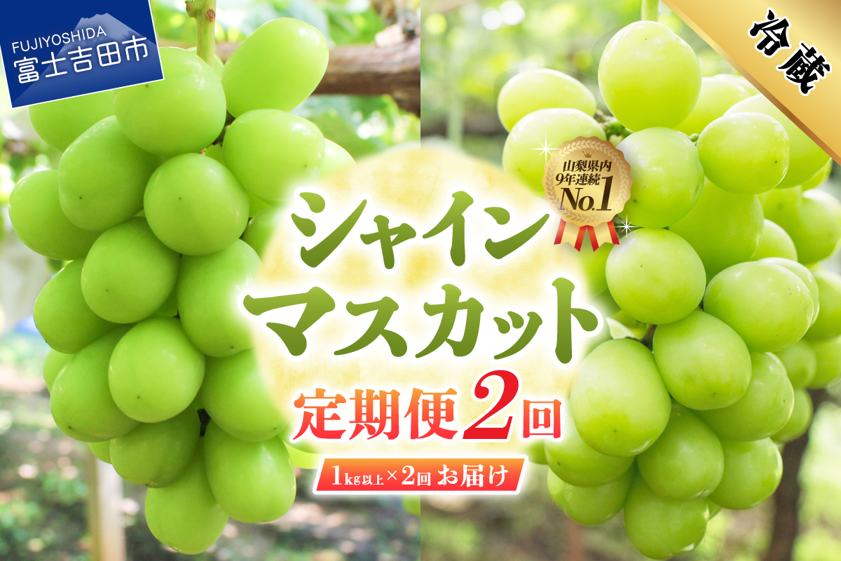 【2026年発送】【2回定期便】ジューシーで甘さ抜群 厳選シャインマスカット1kg以上×2回配送