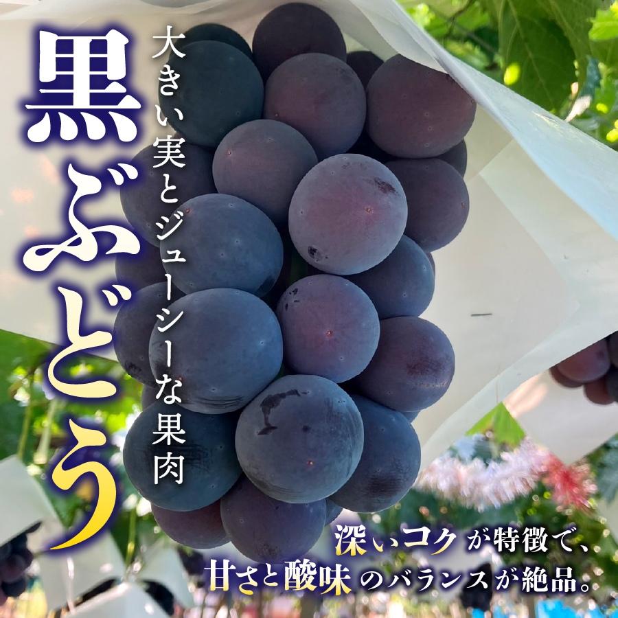【2026年発送】ジューシーで甘さ抜群 シャインマスカットと黒ぶどうセット(1kg以上)