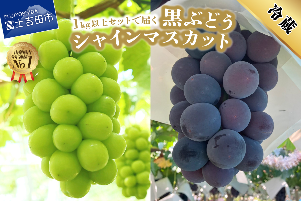 【2026年発送】ジューシーで甘さ抜群 シャインマスカットと黒ぶどうセット(1kg以上)