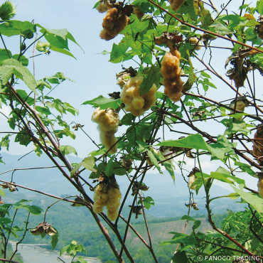 麻の葉柄おまもりたおるセット