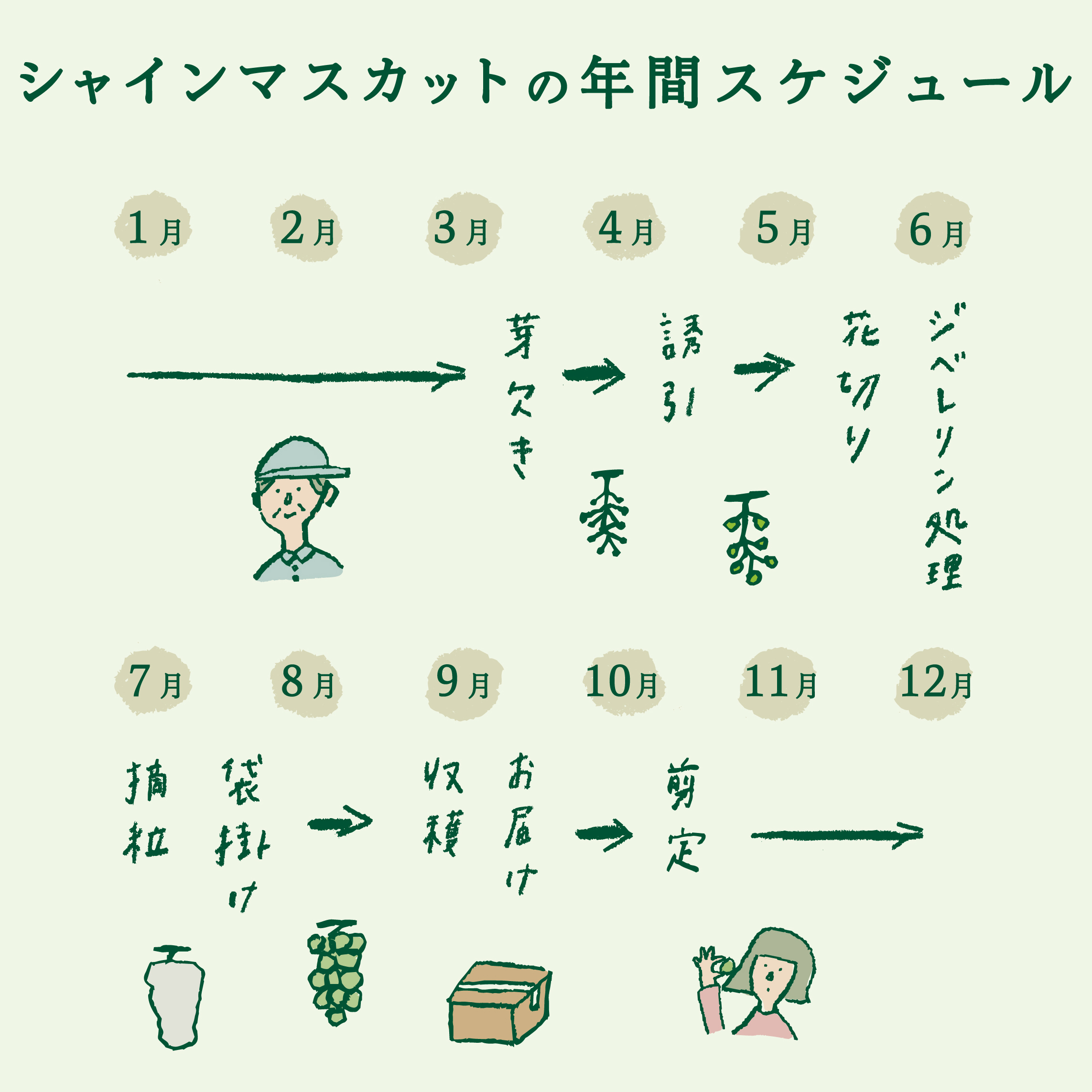 縲2026蟷エ逋コ騾 蜈郁。御コ育エ縲大アア譴ィ逵檎肇繧キ繝」繧、繝ウ繝槭せ繧ォ繝繝3kg