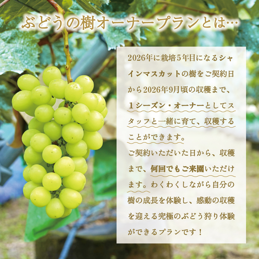 ãã¶ã©ãã®æš¹ ãªãŒããŒå¶åºŠãã·ã£ã€ã³ãã¹ã«ãã ïŒã·ãŒãºã³ãªãŒããŒãã©ã³(2022幎æ€ä»ã) 5æ¿ä¿èšŒä»ã