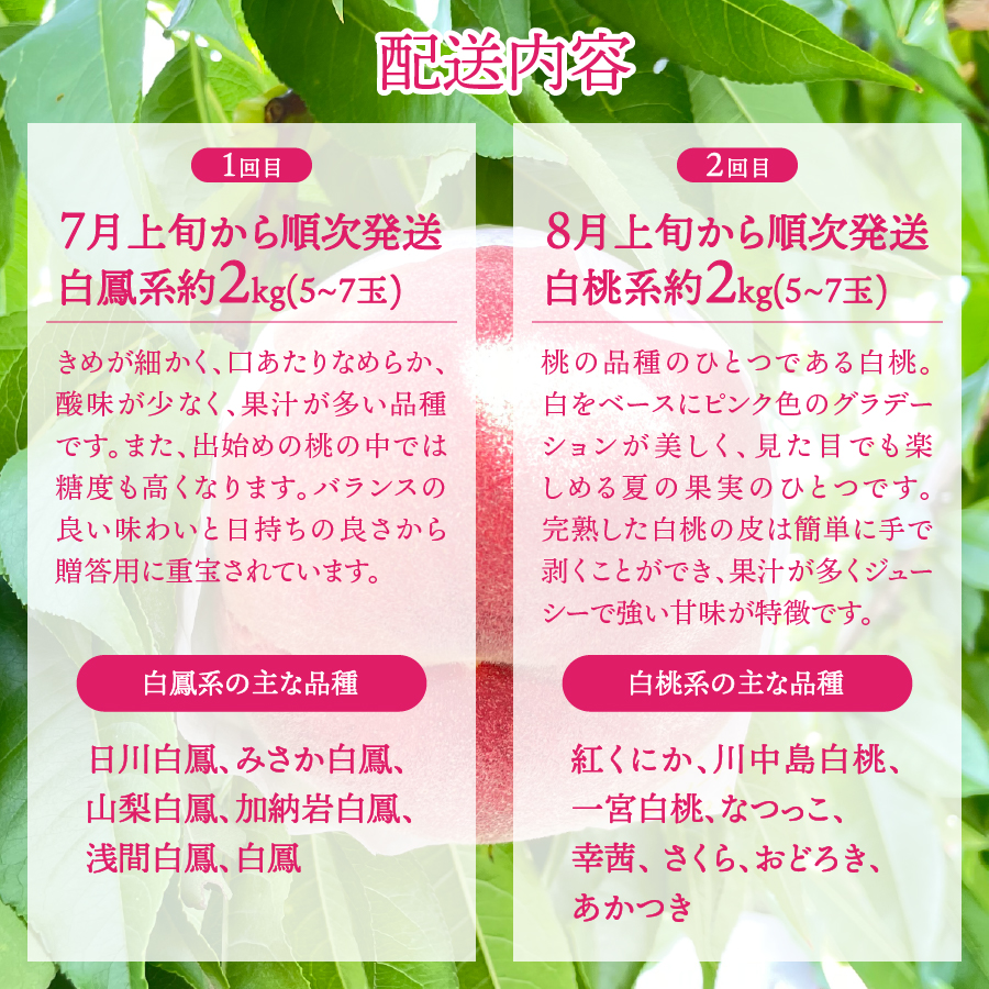 【2026年発送 先行予約】【2回定期便】山梨朝どれ桃2kg×2回配送（白鳳系・白桃系）