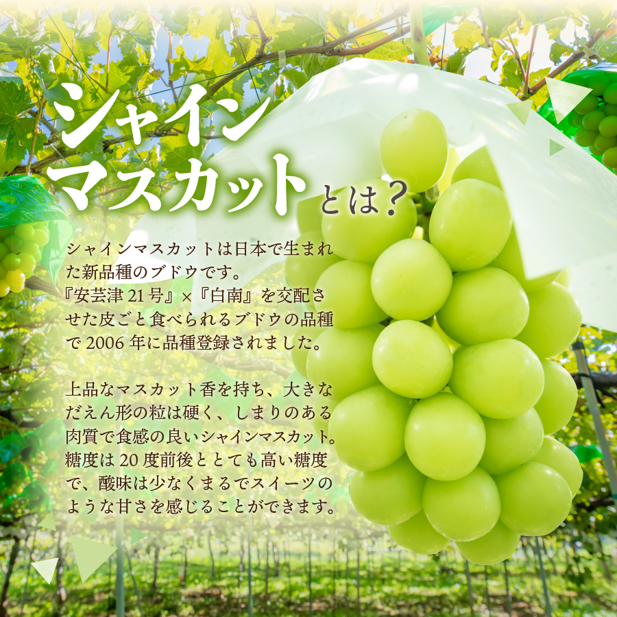 【2027年発送 先行予約】 山梨県産 シャインマスカット 3kg