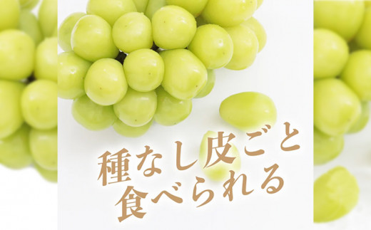 【2025年　先行予約】山梨県産　シャインマスカット1房（500g以上）