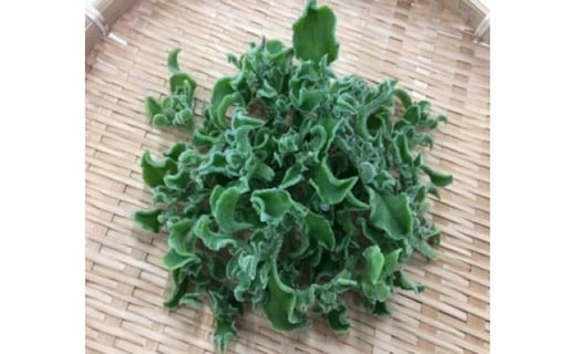 アイスプラント進化形 シャインリーフ（100g入り×5パック）