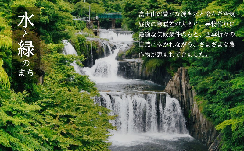 ã2026幎å
è¡äºçŽããèš³ãããã·ã£ã€ã³ãã¹ã«ãã4æ¿ïŒçŽ2.0kgïŒ ïœé«ç³åºŠ çš®ãªã çã ãã«ãŒã æç© è¡è ãã㊠ã¶ã©ã ç£å°çŽé éæç¡æ 山梚 éœçåž