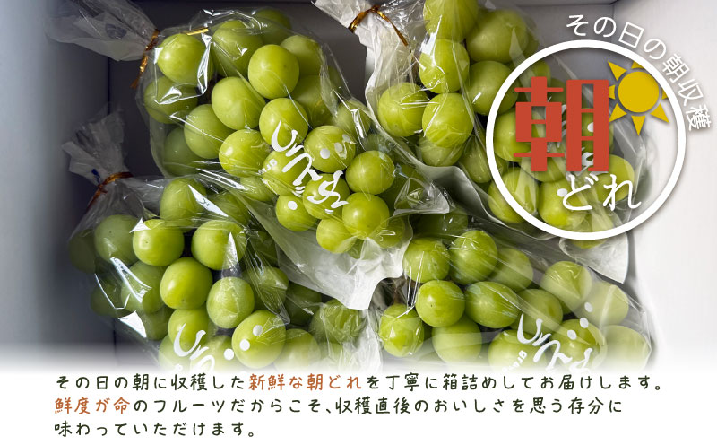 ã2026幎å
è¡äºçŽãã·ã£ã€ã³ãã¹ã«ãã 3-4æ¿ãïŒçŽ2.0kgïŒïœé«ç³åºŠ çš®ãªã çã ãã«ãŒã æç© è¡è ãã㊠ã¶ã©ã ç£å°çŽé éæç¡æ 山梚 éœçåž