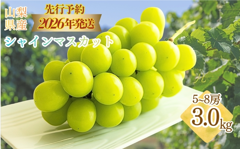 【2026年先行予約】　シャインマスカット約3.0kg（5~8房）　山梨 フルーツ 人気 甘い 糖度  ぶどう シャイン マスカット 名産 糖度 大粒 種無し 種なし やまなし 葡萄 ブドウ フルーツ 果物 くだもの シャイン マスカット デザート スイーツ