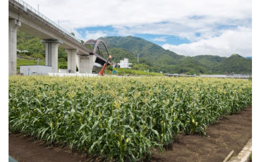 【2025年 先行予約】山梨県都留市産 ゴールドラッシュ 10～12本