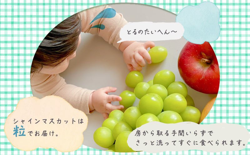 シャインマスカット約1.3kg　（粒）｜山梨 フルーツ 人気 甘い 糖度  ぶどう シャイン マスカット 名産 糖度 大粒 種無し 種なし やまなし 葡萄 ブドウ フルーツ 果物 くだもの シャイン マスカット デザート スイーツ