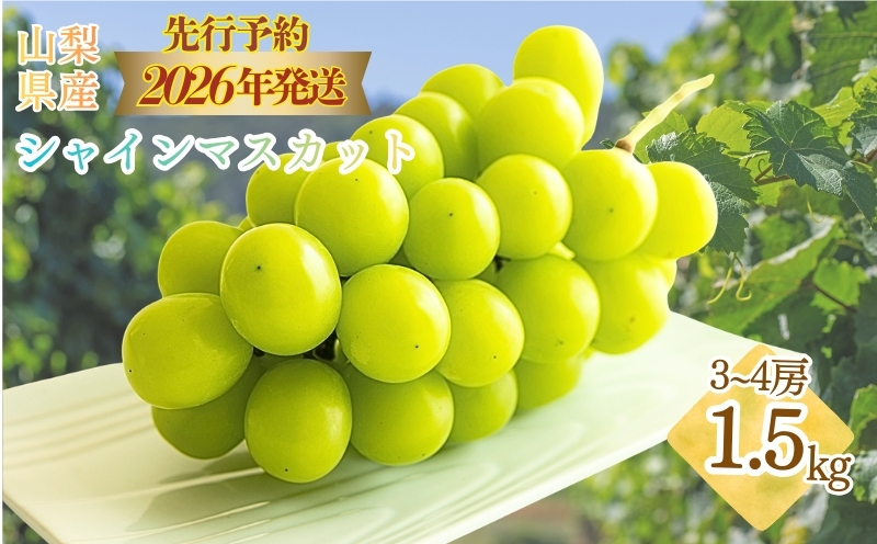 【2026年先行予約】　シャインマスカット約1.5kg（3~4房） 山梨 フルーツ 人気 甘い 糖度  ぶどう シャイン マスカット 名産 糖度 大粒 種無し 種なし やまなし 葡萄 ブドウ フルーツ 果物 くだもの シャイン マスカット デザート スイーツ