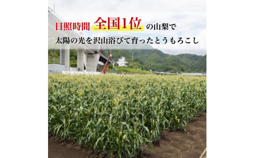 【2025年 先行予約】もぎたて発送！山梨県産 ヤングコーン 30本【栄養たっぷりヒゲ付き！】