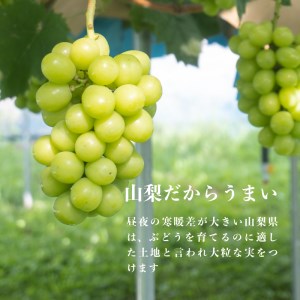 ã2026幎 å
è¡äºçŽã山梚çç£ãã·ã£ã€ã³ãã¹ã«ããçŽ 1.1kg (ïŒæ¿ïœ3æ¿) 山梚 ãã«ãŒã äººæ° çã ç³åºŠ ã¶ã©ã ã·ã£ã€ã³ ãã¹ã«ãã åç£ ç³åºŠ å€§ç² çš®ç¡ã çš®ãªã ããŸãªã è¡è ãã㊠ãã«ãŒã æç© ãã ãã® ã·ã£ã€ã³ ãã¹ã«ãã ãã¶ãŒã ã¹ã€ãŒã