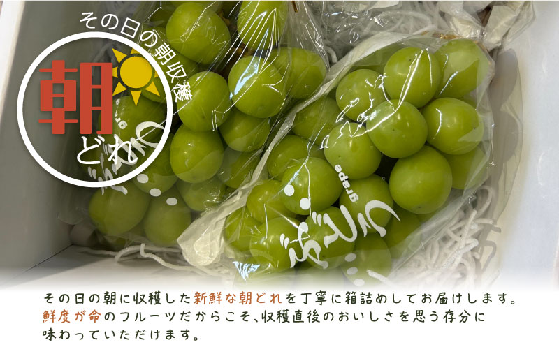 ã2026幎å
è¡äºçŽãã·ã£ã€ã³ãã¹ã«ãã 2æ¿ãïŒçŽ1.0kgïŒïœé«ç³åºŠ çš®ãªã çã ãã«ãŒã æç© è¡è ãã㊠ã¶ã©ã ç£å°çŽé éæç¡æ 山梚 éœçåž