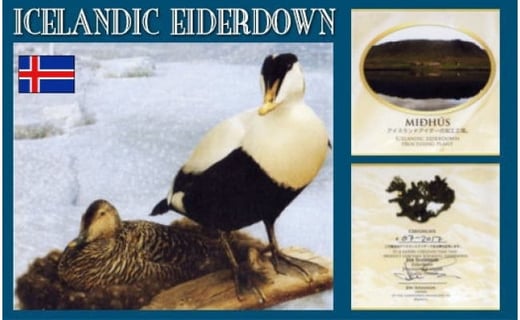 ãæãåžå£ãã¢ã€ããŒããŠã³ 矜æ¯åžå£ïŒã»ãããã«ïŒ170cmÃ210cmïŒã矜æ¯ãã¡ã¯ããªãŒãããããïœã¢ã€ã¹ã©ã³ãç£ã¢ã€ããŒããã¯ããŠã³100ïŒ
æããµãšã 矜æ¯ãµãšã