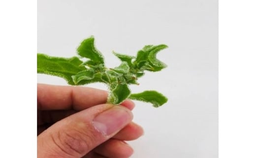 アイスプラント進化形 シャインリーフ（100g入り×5パック）
