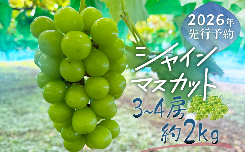 【2026年先行予約】シャインマスカット 3-4房　（約2.0kg）｜高糖度 種なし 甘い フルーツ 果物 葡萄 ブドウ ぶどう 産地直送 送料無料 山梨 都留市