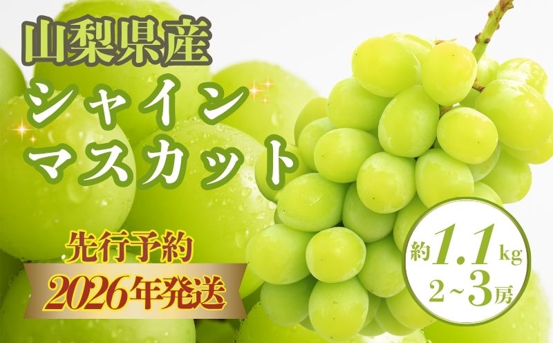 【2026年 先行予約】山梨県産 シャインマスカット約 1.1kg (2房~3房) 山梨 フルーツ 人気 甘い 糖度  ぶどう シャイン マスカット 名産 糖度 大粒 種無し 種なし やまなし 葡萄 ブドウ フルーツ 果物 くだもの シャイン マスカット デザート スイーツ