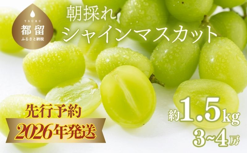 【2026年先行予約】　シャインマスカット約1.5kg（3~4房） 山梨 フルーツ 人気 甘い 糖度  ぶどう シャイン マスカット 名産 糖度 大粒 種無し 種なし やまなし 葡萄 ブドウ フルーツ 果物 くだもの シャイン マスカット デザート スイーツ