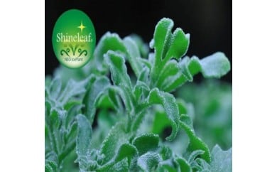 アイスプラント進化形 シャインリーフ（100g入り×10パック）　サラダ　天ぷら　ミネラル　