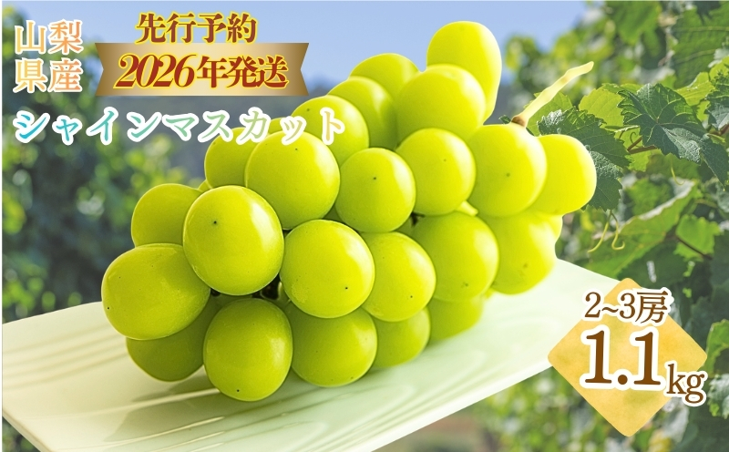 【2026年 先行予約】山梨県産　シャインマスカット約 1.1kg (２房～3房) 山梨 フルーツ 人気 甘い 糖度  ぶどう シャイン マスカット 名産 糖度 大粒 種無し 種なし やまなし 葡萄 ブドウ フルーツ 果物 くだもの シャイン マスカット デザート スイーツ