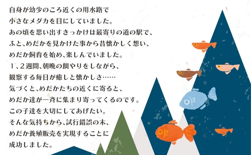 マリアージュロングフィンめだか　(２ペア)