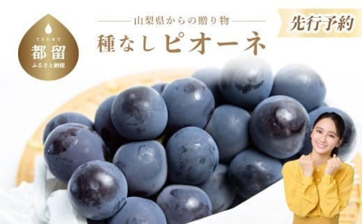 【2026年 先行予約】山梨県産　種なしピオーネ2～3房(約1.0Kg）【アズールヤード】| 2～3房  山梨 やまなし 葡萄 ブドウ フルーツ 果物 くだもの ぶどう  デザート スイーツ 黒葡萄 黒ブドウ 黒ぶどう 濃厚