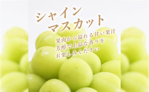 【2025年 先行予約】 山梨県産 シャインマスカット ２房 (1.2kg)