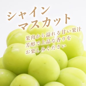 ã2026幎 å
è¡äºçŽã山梚çç£ãã·ã£ã€ã³ãã¹ã«ããçŽ 1.1kg (ïŒæ¿ïœ3æ¿) 山梚 ãã«ãŒã äººæ° çã ç³åºŠ ã¶ã©ã ã·ã£ã€ã³ ãã¹ã«ãã åç£ ç³åºŠ å€§ç² çš®ç¡ã çš®ãªã ããŸãªã è¡è ãã㊠ãã«ãŒã æç© ãã ãã® ã·ã£ã€ã³ ãã¹ã«ãã ãã¶ãŒã ã¹ã€ãŒã