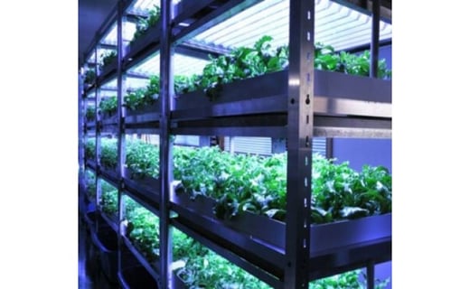 アイスプラント進化形 シャインリーフ（100g入り×5パック）