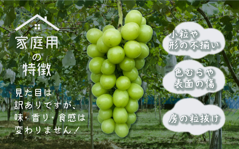 ã2026幎å
è¡äºçŽããèš³ãããã·ã£ã€ã³ãã¹ã«ãã4æ¿ïŒçŽ2.0kgïŒ ïœé«ç³åºŠ çš®ãªã çã ãã«ãŒã æç© è¡è ãã㊠ã¶ã©ã ç£å°çŽé éæç¡æ 山梚 éœçåž