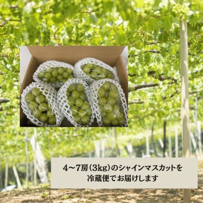 【2026年先行受付】大人気! シャインマスカット秀 3kg(4〜7房)【配送不可地域：離島】【1691662】