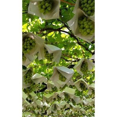 ã2026çºéäºå®ãã·ã£ã€ã³ãã¹ã«ãã (çŽ2kgç®±) 蟲家çŽéæã©ãã·ã£ã€ã³ãã¹ã«ãã3ã4æ¿ãé
éäžå¯å°åïŒé¢å³¶ãã1178162ã