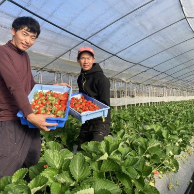 【いちご280g×4パック】坂の上のいちご 山梨県山梨市産【配送不可地域：離島】【1264594】