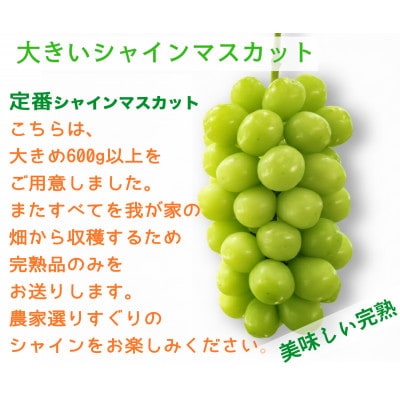 ã2026幎å
è¡äºçŽããµã³ã·ã£ã€ã³ã¬ãããšã·ã£ã€ã³ãã¹ã«ãããçŸå³ããèš³ããèš1kgè©°ãåãããé
éäžå¯å°åïŒé¢å³¶ãã1694812ã