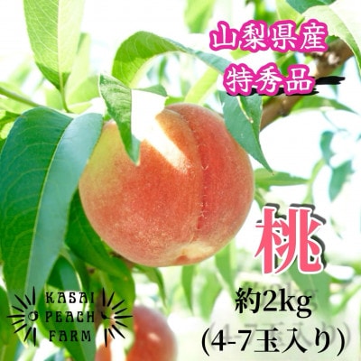 【2026年発送先行受付】厳選朝採り桃 山梨の笠井桃園の桃 約2kg【配送不可地域：離島】【1587429】