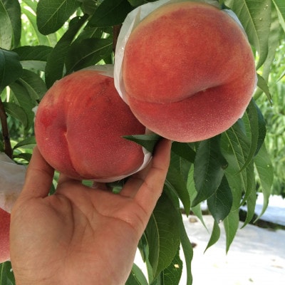 【大玉の王道ハード系 　川中島白桃】本場山梨の品種指定約2kg　7月下旬より順次発【配送不可地域：離島・北海道・沖縄県・中国・四国・九州】【1704729】