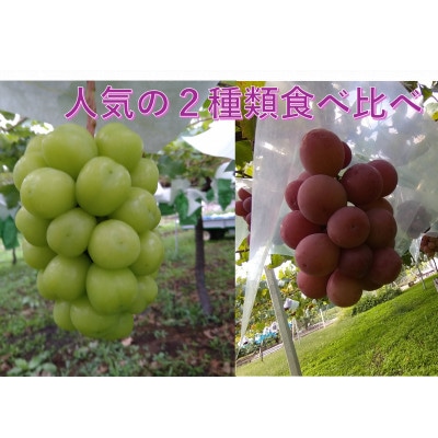 【2026年先行受付】希少 食べ比べ「牧丘天空の丘シャインマスカット+クインニーナ」約1kg【配送不可地域：離島】【1585049】
