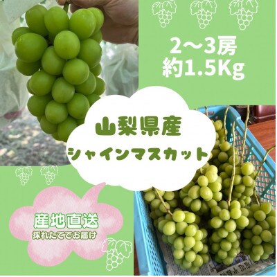 縲2026蟷エ蜈郁。御コ育エ縲代す繝」繧、繝ウ繝槭せ繧ォ繝繝2~3謌ソ(邏1.5kg)縲宣埼∽ク榊庄蝨ー蝓滂シ夐屬蟲カ縲代1508023縲