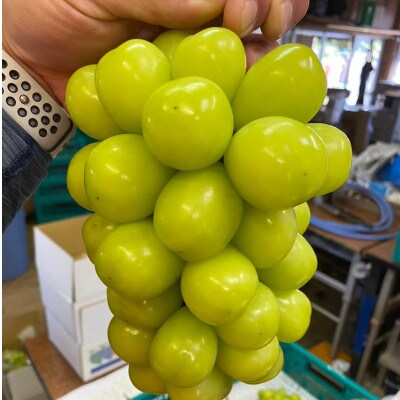 【甲州戦国高級ブランド葡萄】圧倒的人気トップ7食べ比べガチャ何が届くかお楽しみセット約2kgランダム【配送不可地域：離島】【1579836】