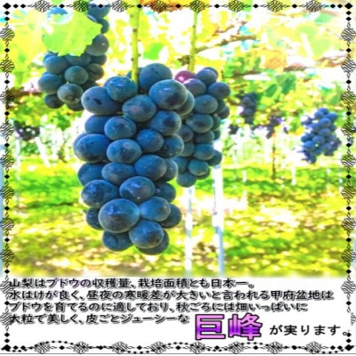 安心のクール便発送　山梨県産巨峰 2kg(3〜4房)【配送不可地域：離島・北海道・沖縄県・中国・四国・九州】【1398971】