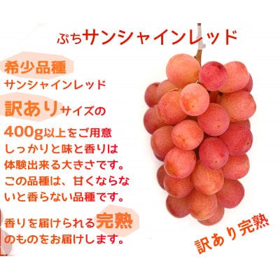 ã2026幎å
è¡äºçŽããµã³ã·ã£ã€ã³ã¬ãããšã·ã£ã€ã³ãã¹ã«ãããçŸå³ããèš³ããèš1kgè©°ãåãããé
éäžå¯å°åïŒé¢å³¶ãã1694812ã