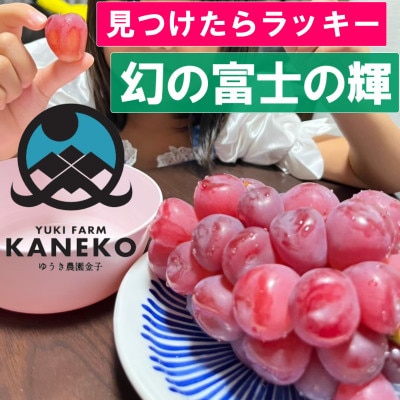 【見つけたらラッキー】この時期しか食べれない数に限りのある希少品種富士の輝2026年9月下旬より発送【配送不可地域：離島】【1495749】