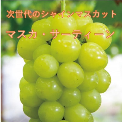 【2026年先行受付】10月下旬より発送「牧丘天空の丘マスカ・サーティーン」約1kg(2〜3房)【配送不可地域：離島】【1582592】