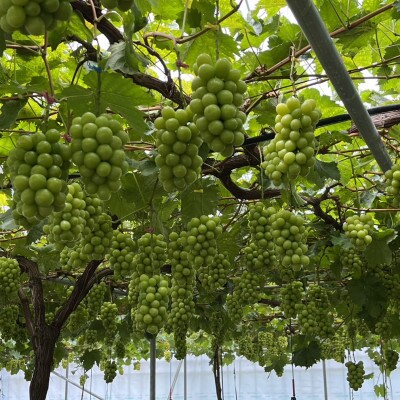 【本場の旬を堪能】本場山梨の甲州戦国シャインマスカットお試し2026年9月下旬より発送【配送不可地域：離島】【1497105】