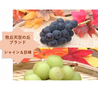 【2026年先行受付】牧丘天空の丘ブランド「シャインマスカット+キング巨峰」約1kg【配送不可地域：離島】【1585060】