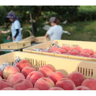 å
è¡åä»!ã2026幎7æçºééå§ãæ¡ã®ç£å°å±±æ¢šãããå±ããããŒãå°ç§ã€ãã·ã¿ã®æ¡ã3kgãé
éäžå¯å°åïŒé¢å³¶ãã1707806ã