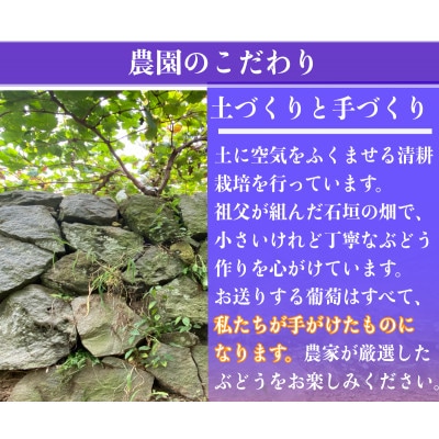 【2026年先行予約】小さな農家の丁寧シャインマスカット計1kg2房入り【配送不可地域：離島】【1699611】