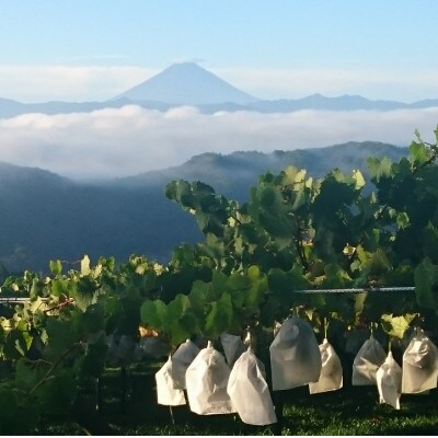 9月中旬より発送「幻の牧丘天空シャインマスカット」約1kg(2〜3房)【配送不可地域：離島】【1579399】